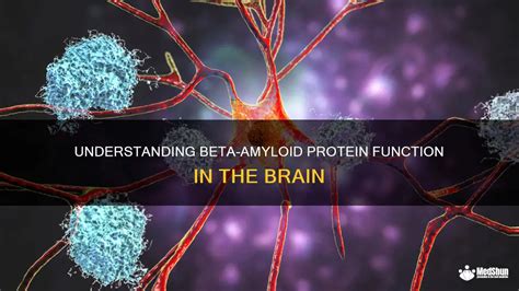 amyloid-beta|Understanding Beta.